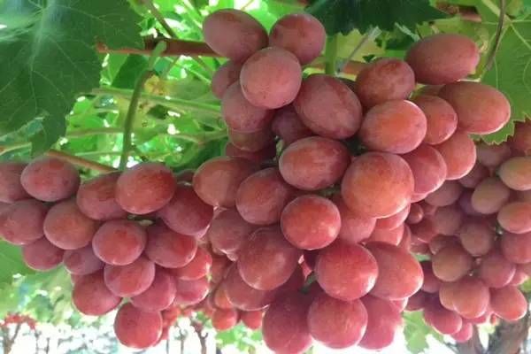 你心目中的乳山是什么样子的?