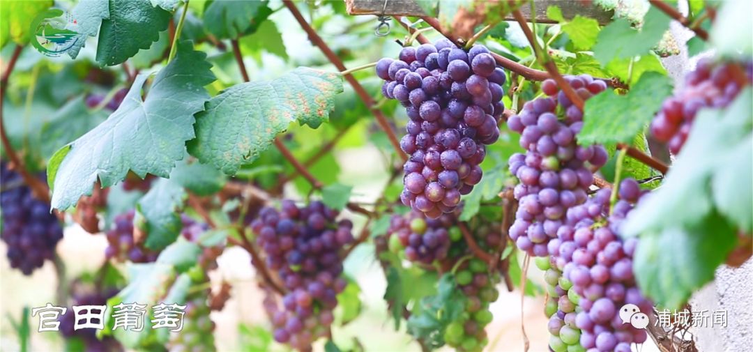 浦城最值得去的古村,浦城美丽乡村