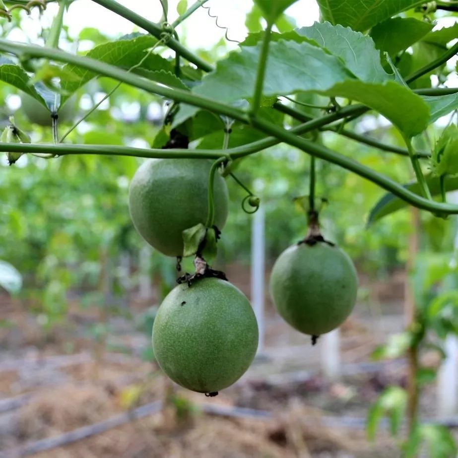 浦城最值得去的古村,浦城美丽乡村