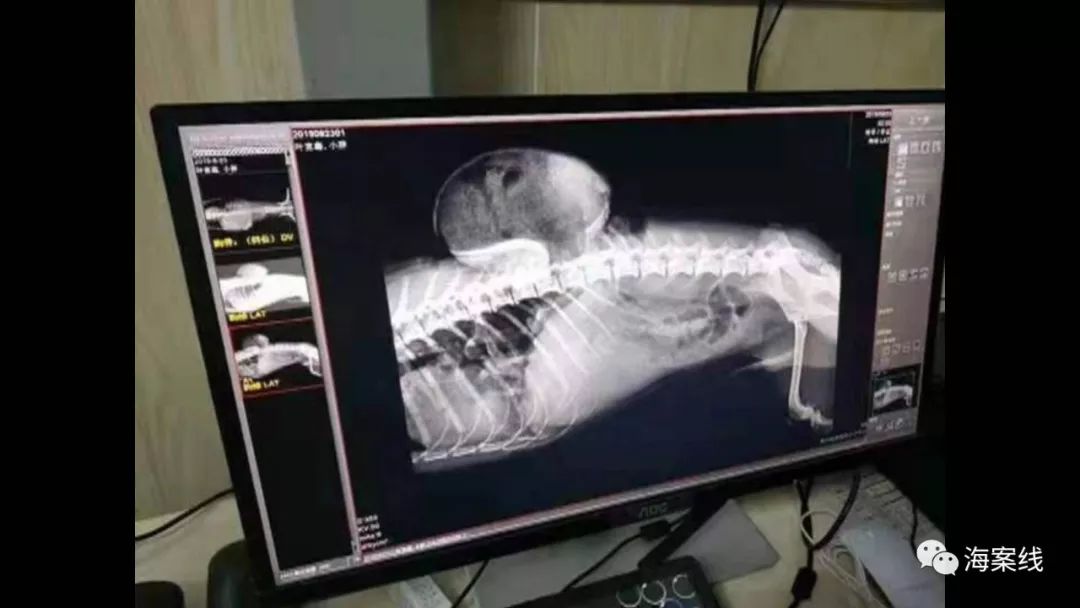 狗狗咬狗怎么赔偿,被狗咬狗主人不赔可以打死狗吗