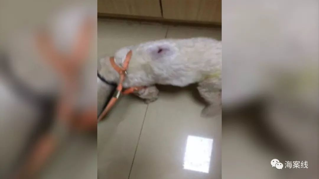 狗狗咬狗怎么赔偿,被狗咬狗主人不赔可以打死狗吗