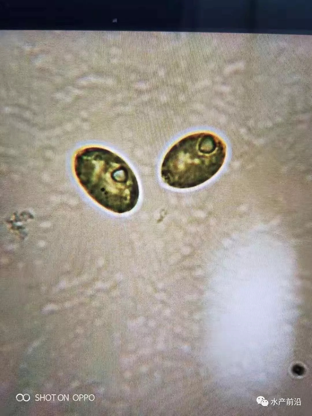 氨氮亚盐藻类,藻类吸收氨氮亚硝酸盐顺序