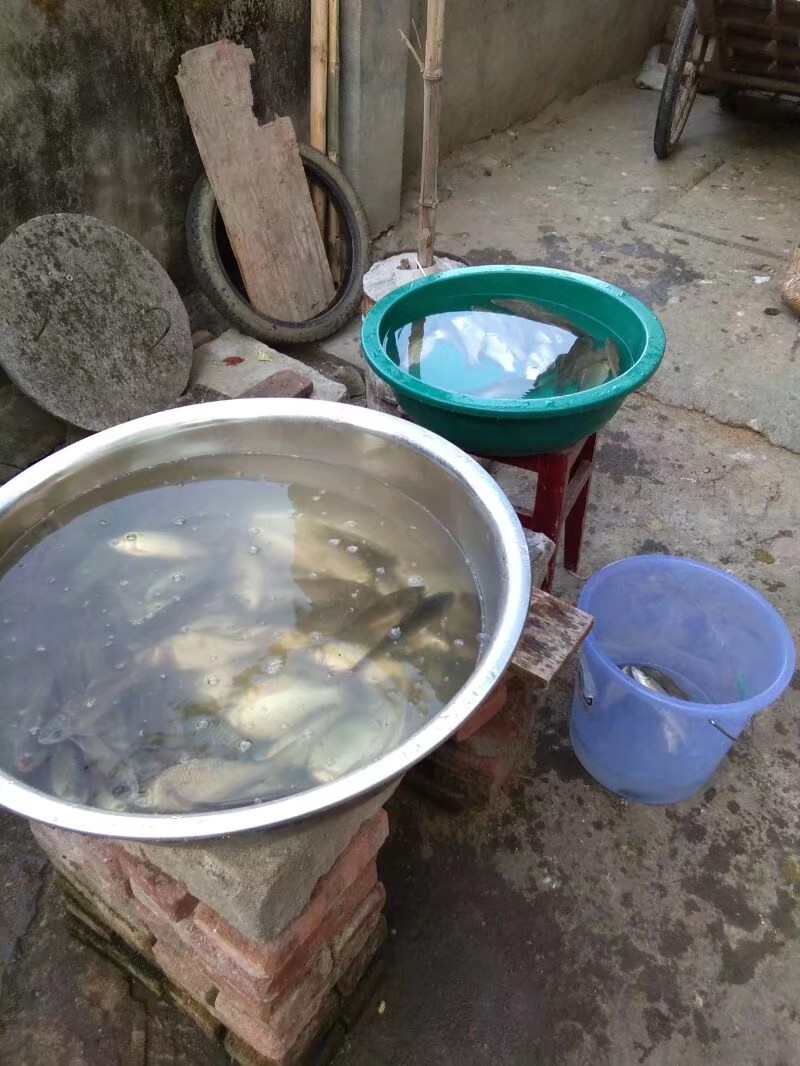 钓鱼已有几年，如今只能欣赏钓友钓鱼了...