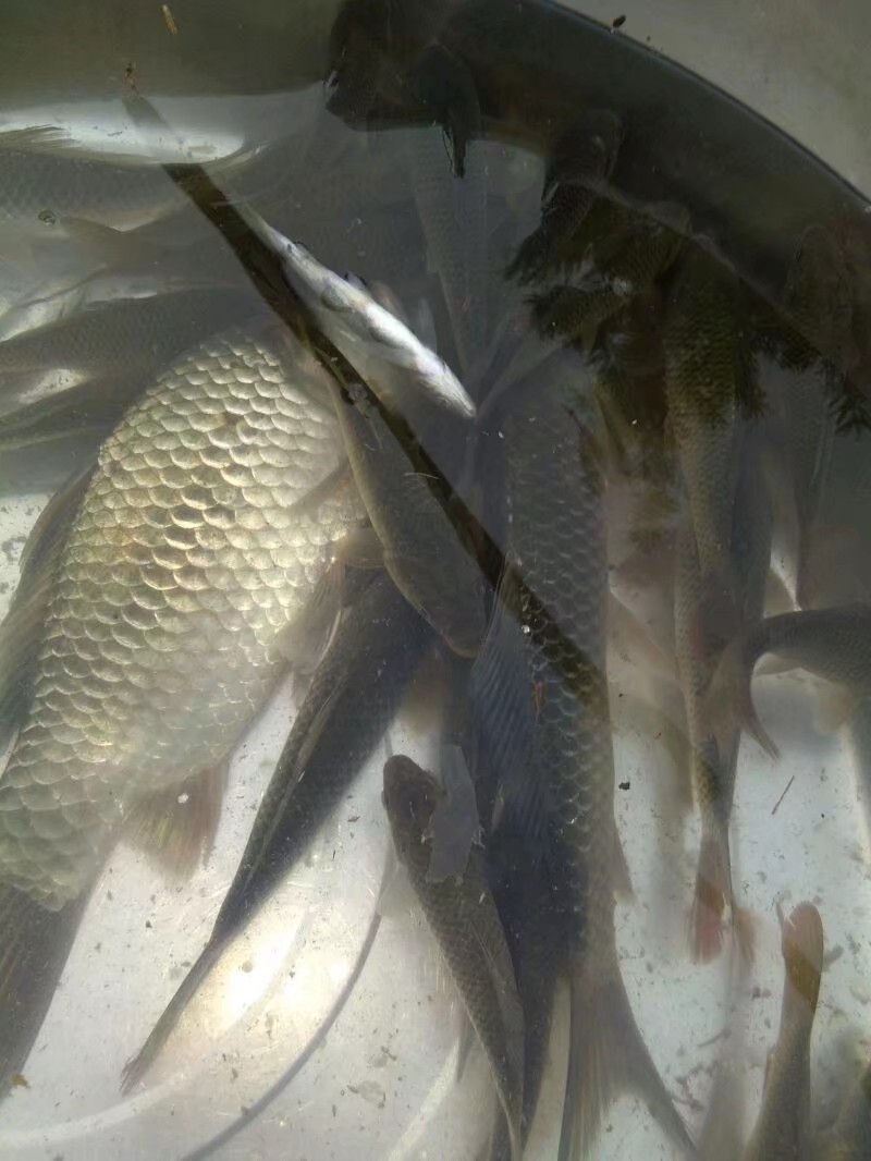 钓鱼已有几年，如今只能欣赏钓友钓鱼了...