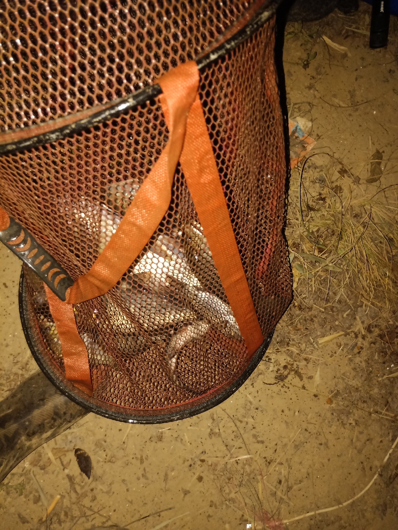 钓鱼已有几年，如今只能欣赏钓友钓鱼了...