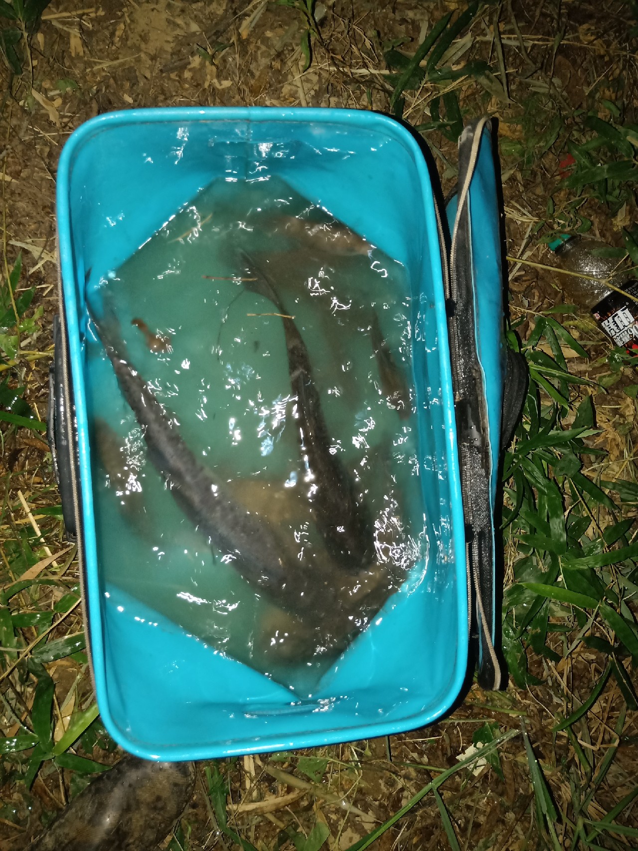 钓鱼已有几年，如今只能欣赏钓友钓鱼了...