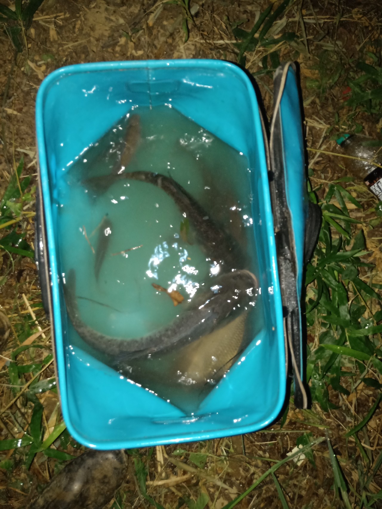 钓鱼已有几年，如今只能欣赏钓友钓鱼了...