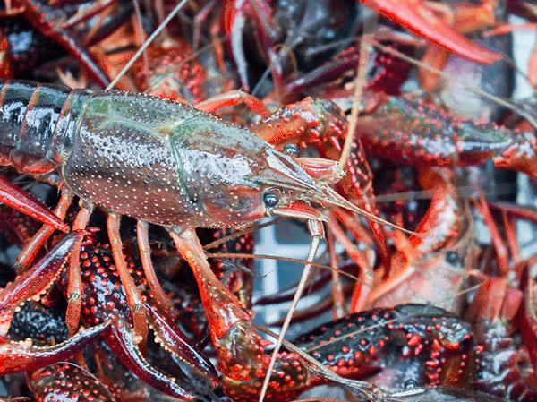 小龙虾头部黄黄的东西要处理吗,小龙虾头上黄黄的东西可以吃吗