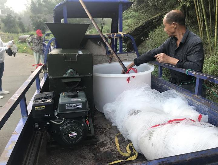 临安山核桃开杆,临安山核桃最新消息