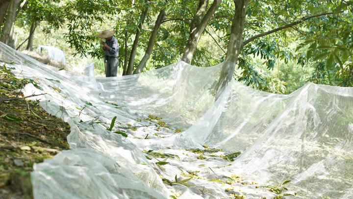 临安山核桃开杆,临安山核桃最新消息