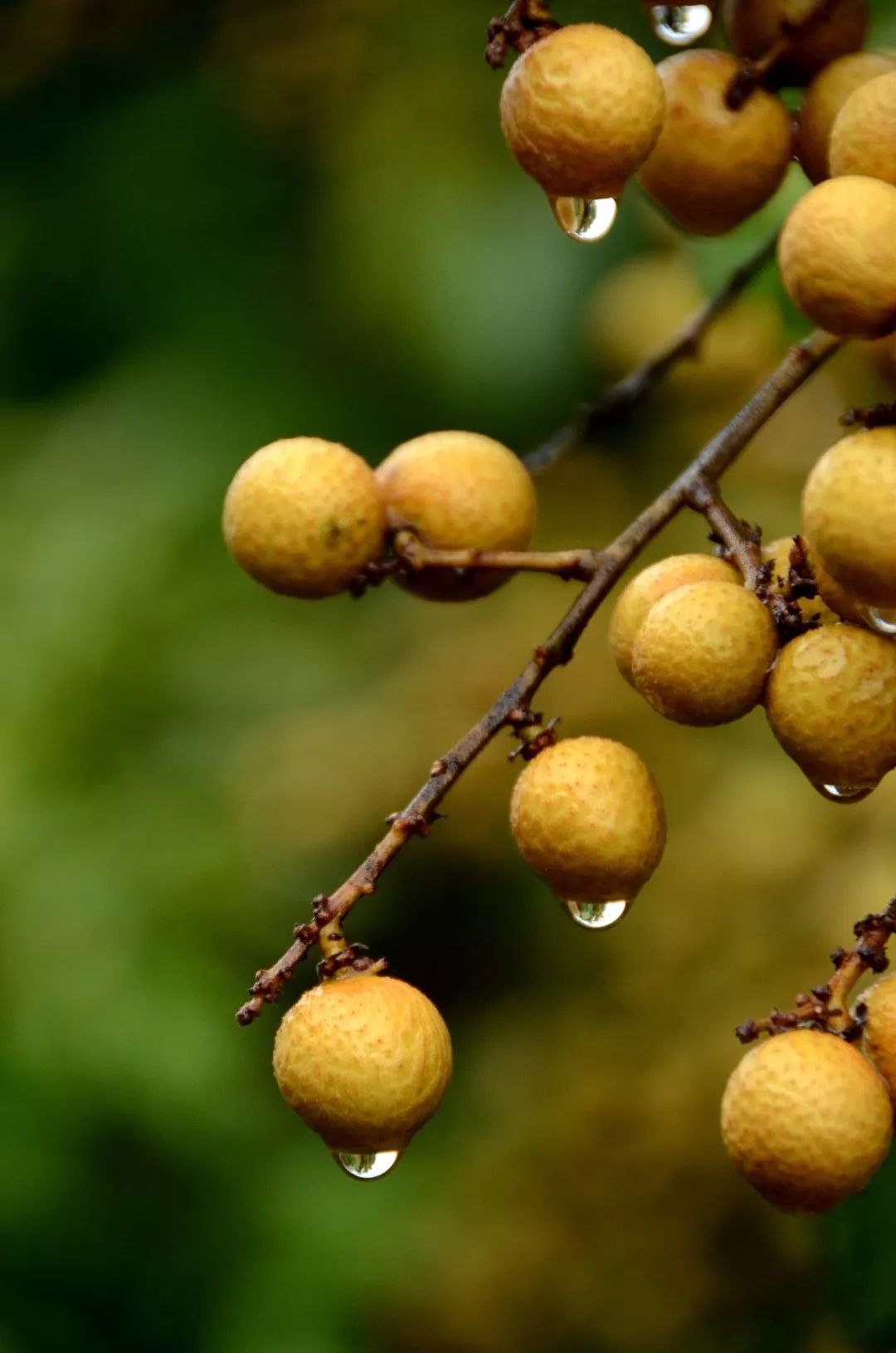 白露节气一场秋雨一场凉,有关24节气白露的知识