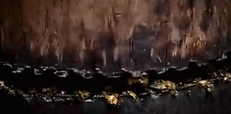 临安山核桃开杆,临安山核桃最新消息