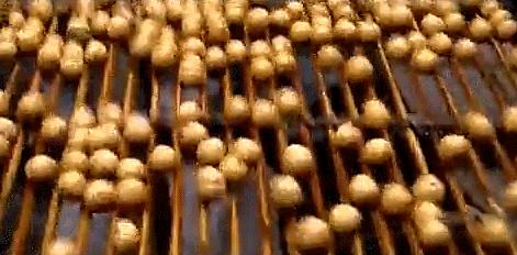 临安山核桃开杆,临安山核桃最新消息