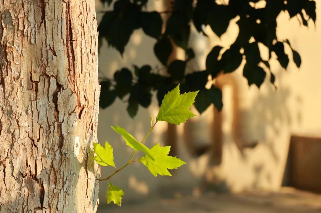 白露时节秋意浓金风玉露喜相逢,金风玉露七夕相遇