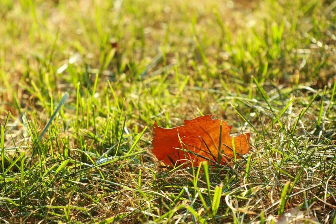白露时节秋意浓金风玉露喜相逢,金风玉露七夕相遇