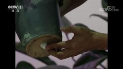 盆栽花草补水有哪些方法技巧,花快干枯了怎么补水