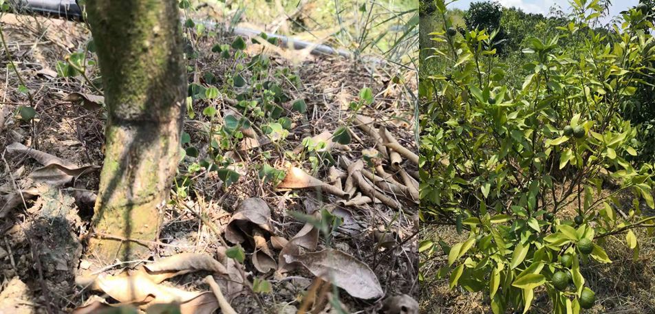 柑橘树干枯萎了还能救活吗,柑橘根部树干脱皮是什么原因