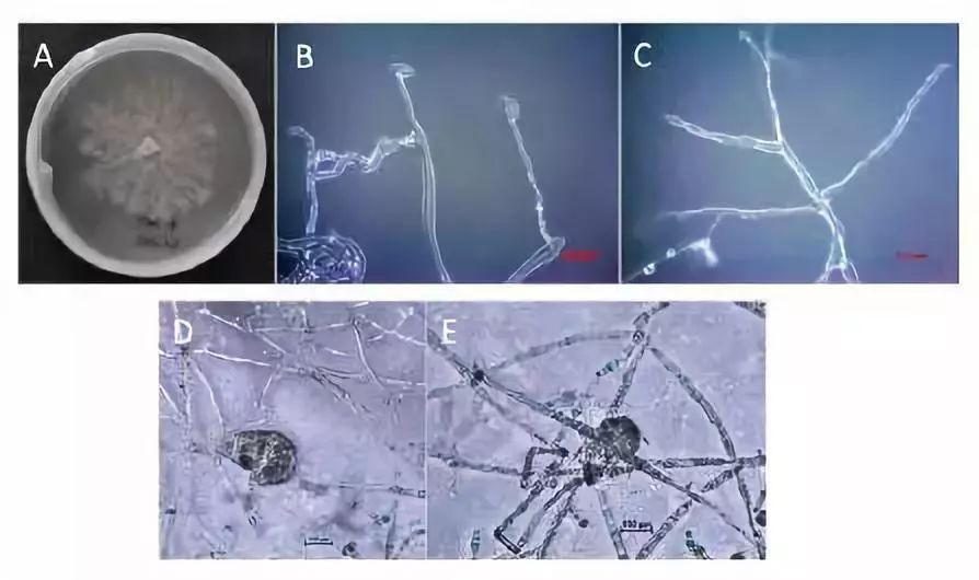 柑橘树干枯萎了还能救活吗,柑橘根部树干脱皮是什么原因