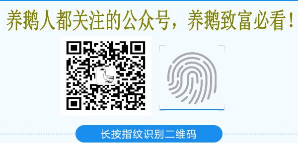 养鹅两年女朋友跑了......怎么办......