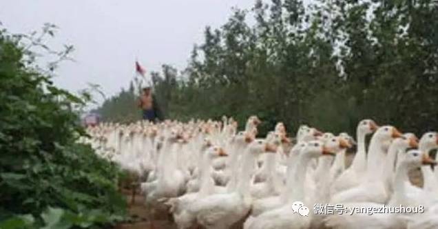 养鹅两年女朋友跑了......怎么办......