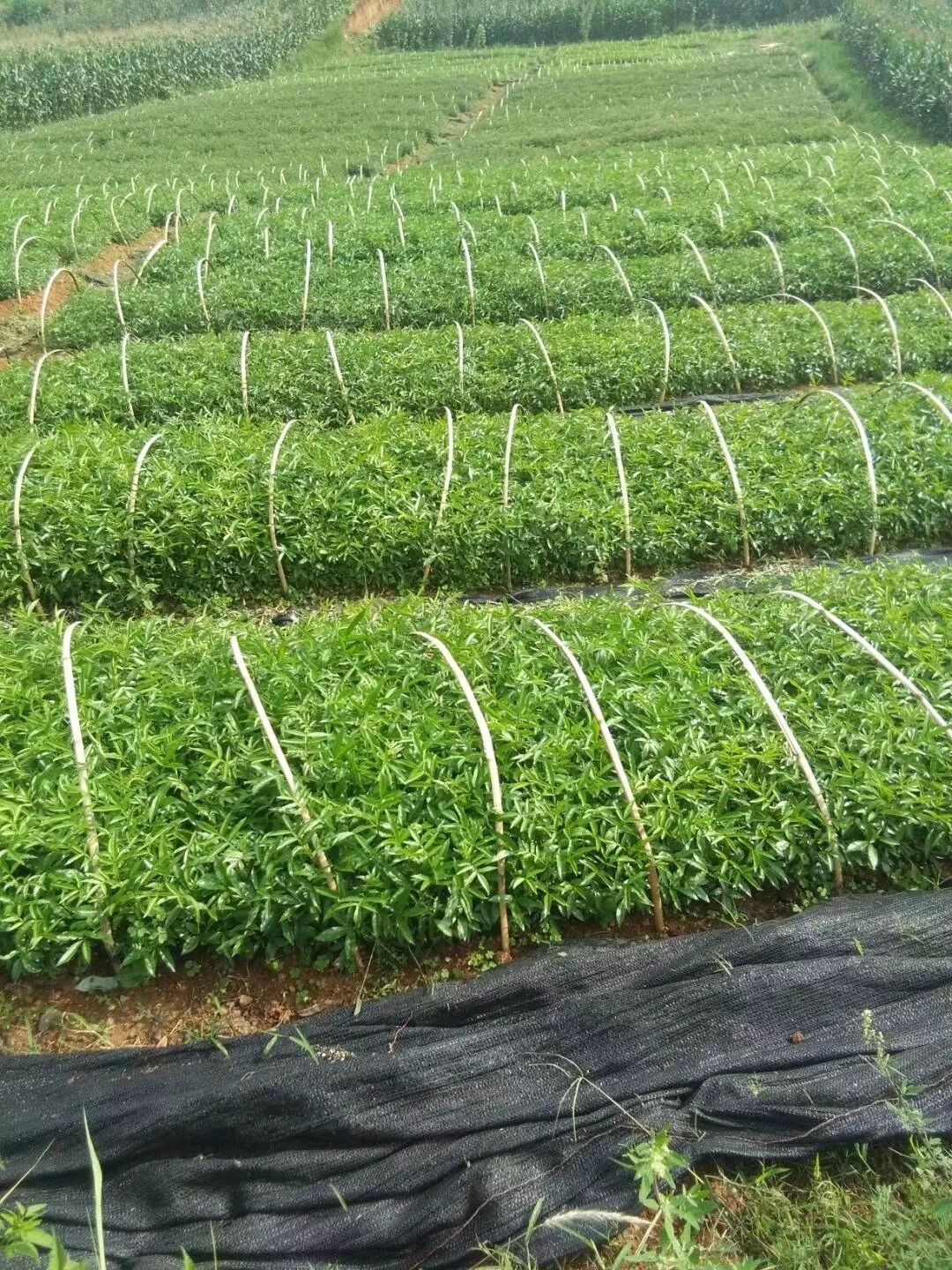 昭通陈正荣：栽上“致富苗”，点燃2000户村民脱贫希望！