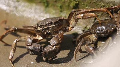 阳澄湖大闸蟹几月份最好吃最美味,吃阳澄湖大闸蟹的快乐季节
