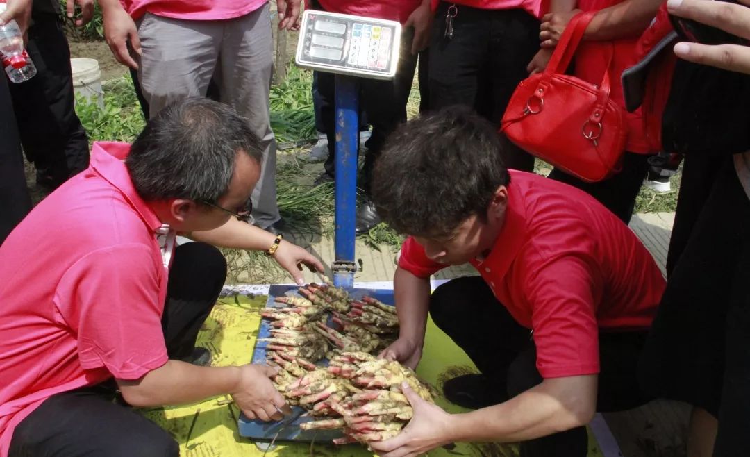 生姜种植增产妙招,种植一亩生姜要多少钱的化肥