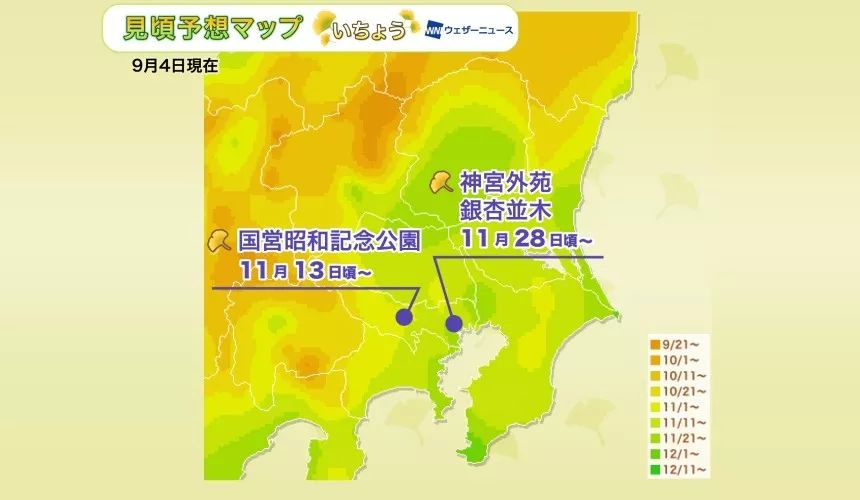 日本银杏叶保存,2019日本赏银杏