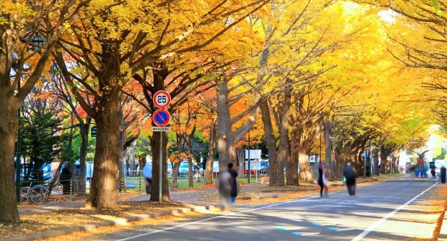 日本银杏叶保存,2019日本赏银杏