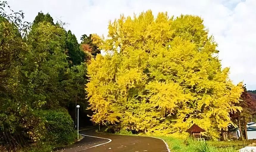 日本银杏叶保存,2019日本赏银杏