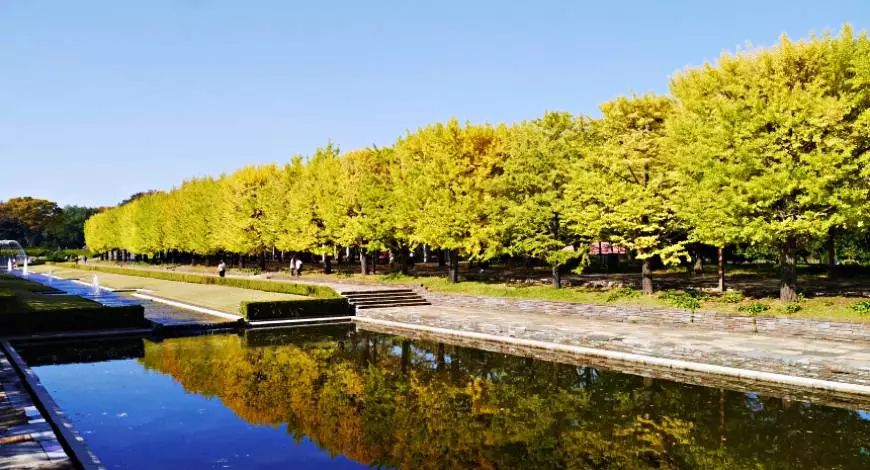 日本银杏叶保存,2019日本赏银杏