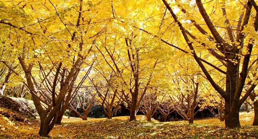 日本银杏叶保存,2019日本赏银杏