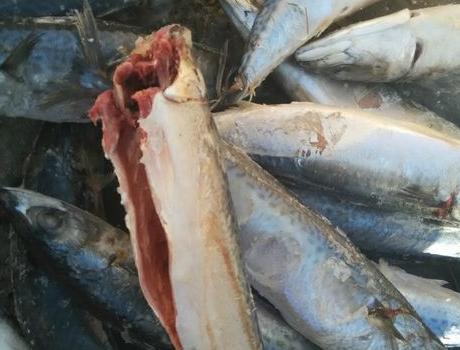 鱼中窦娥：口感不比鲤鱼差，就是买不上高价，心里苦