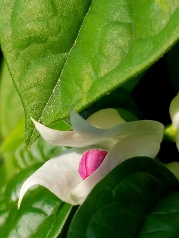 海沧教育基地,海沧教育强区