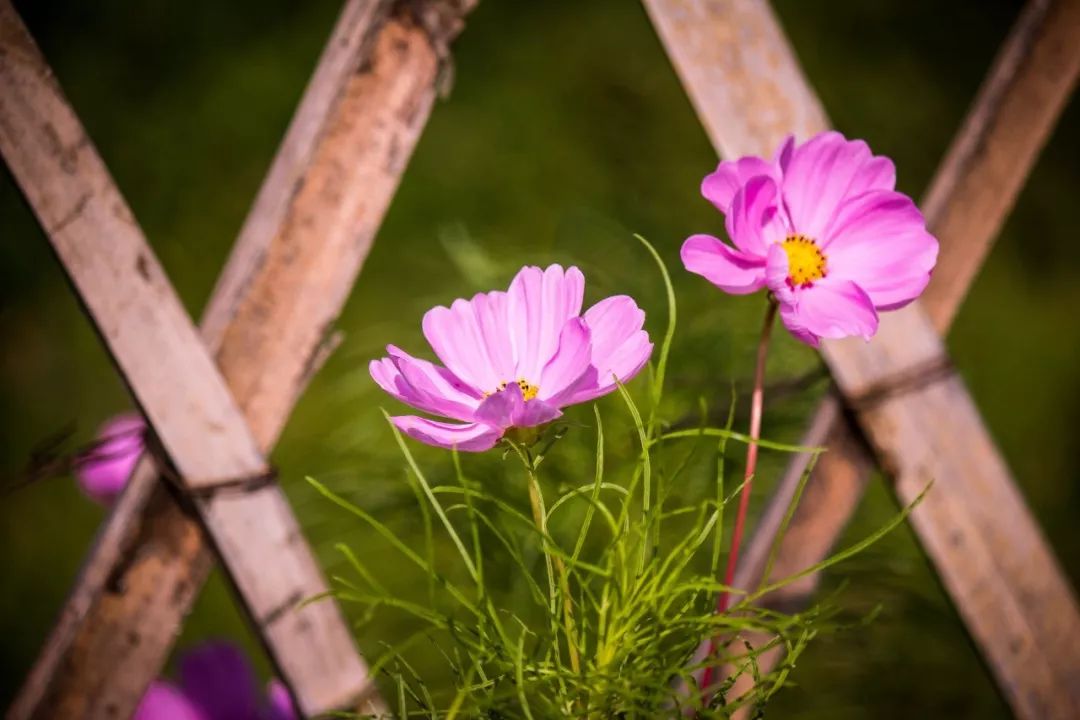 教师节诗词祝福朗诵,感恩教师节诗句