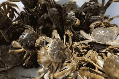 大闸蟹好的蟹黄口感怎么样,这大闸蟹真新鲜咬一口全是蟹黄