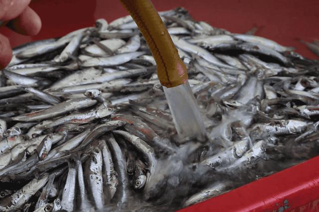 大闸蟹好的蟹黄口感怎么样,这大闸蟹真新鲜咬一口全是蟹黄