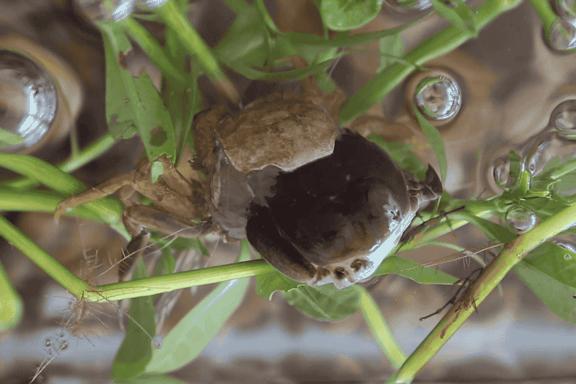大闸蟹好的蟹黄口感怎么样,这大闸蟹真新鲜咬一口全是蟹黄
