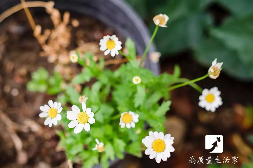 白糖到底有多厉害,白糖为什么这么厉害呢