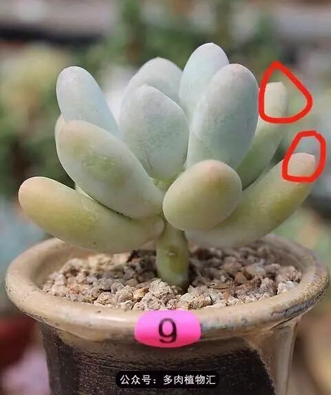 干奶酪怎么挑,奶酪如何挑选品牌