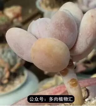 干奶酪怎么挑,奶酪如何挑选品牌