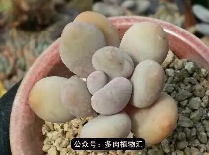 干奶酪怎么挑,奶酪如何挑选品牌