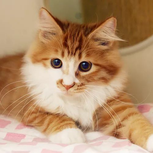 领养猫咪哪一种年龄最合适,领养一只小猫咪的十个理由