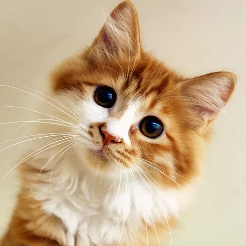 领养猫咪哪一种年龄最合适,领养一只小猫咪的十个理由