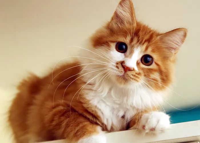 领养猫咪哪一种年龄最合适,领养一只小猫咪的十个理由