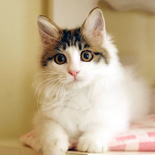 领养猫咪哪一种年龄最合适,领养一只小猫咪的十个理由