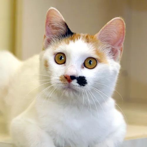 领养猫咪哪一种年龄最合适,领养一只小猫咪的十个理由