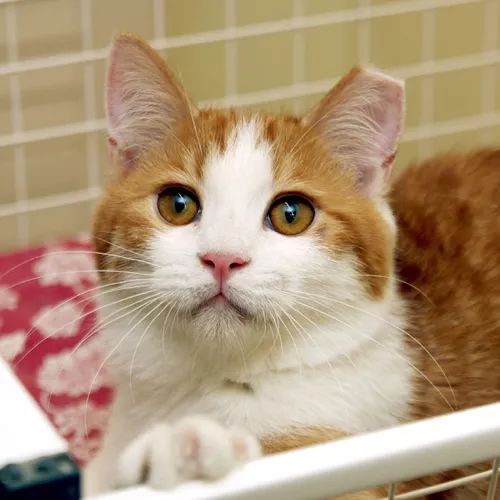 领养猫咪哪一种年龄最合适,领养一只小猫咪的十个理由