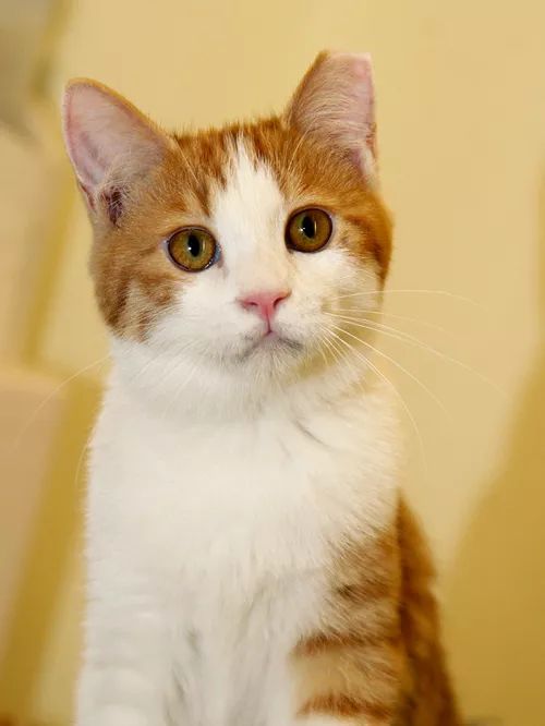 领养猫咪哪一种年龄最合适,领养一只小猫咪的十个理由