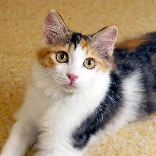 领养猫咪哪一种年龄最合适,领养一只小猫咪的十个理由